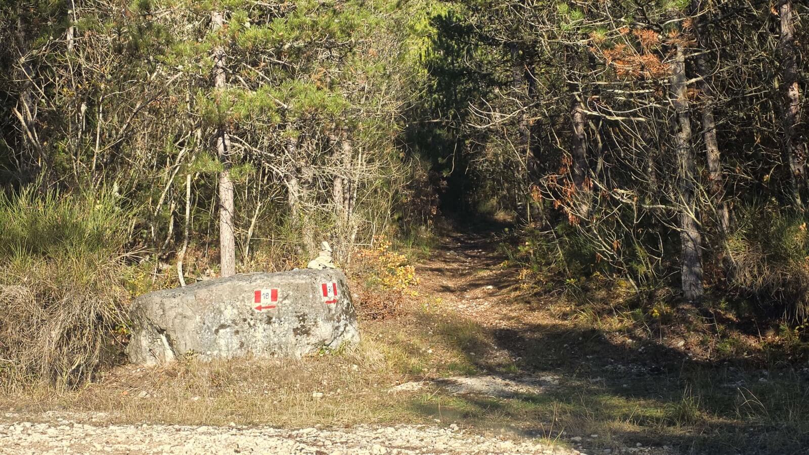 Inizio del sentiero nel bosco